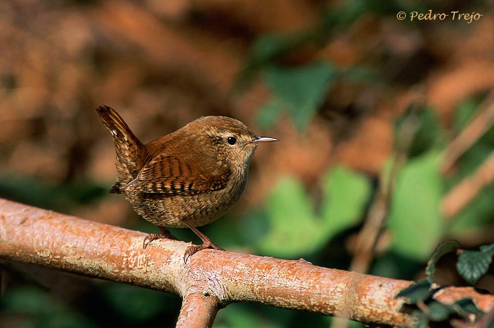 Troglodytes troglodytes